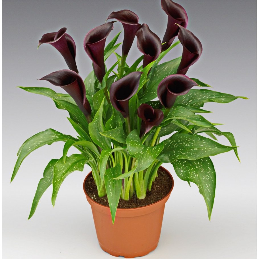 Калла микс, d-12