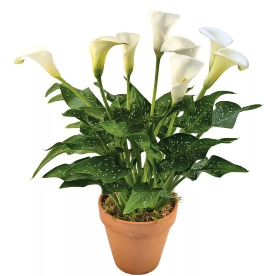 Калла Вайолет (Zantedeschia)фиолетовая