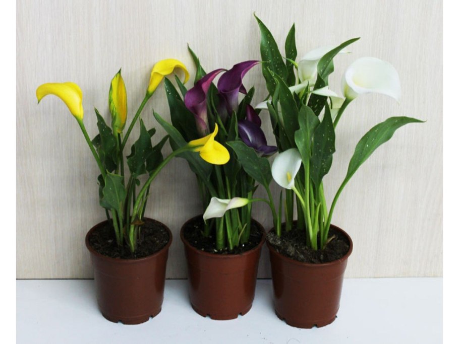 Калла Кристал Блаш