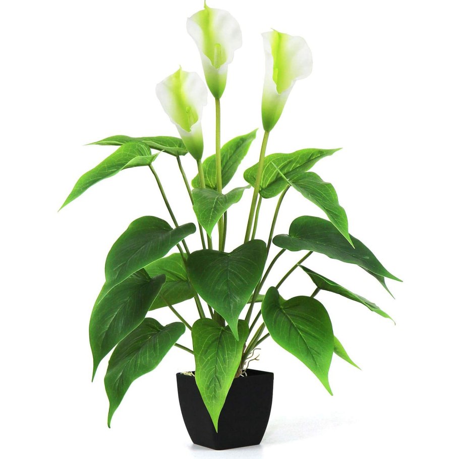 Зантедеския эфиопская комнатная