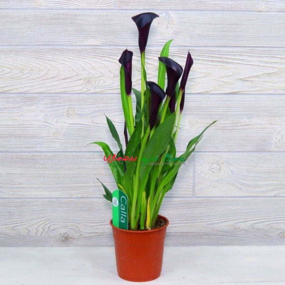 Калла эфиопская комнатная