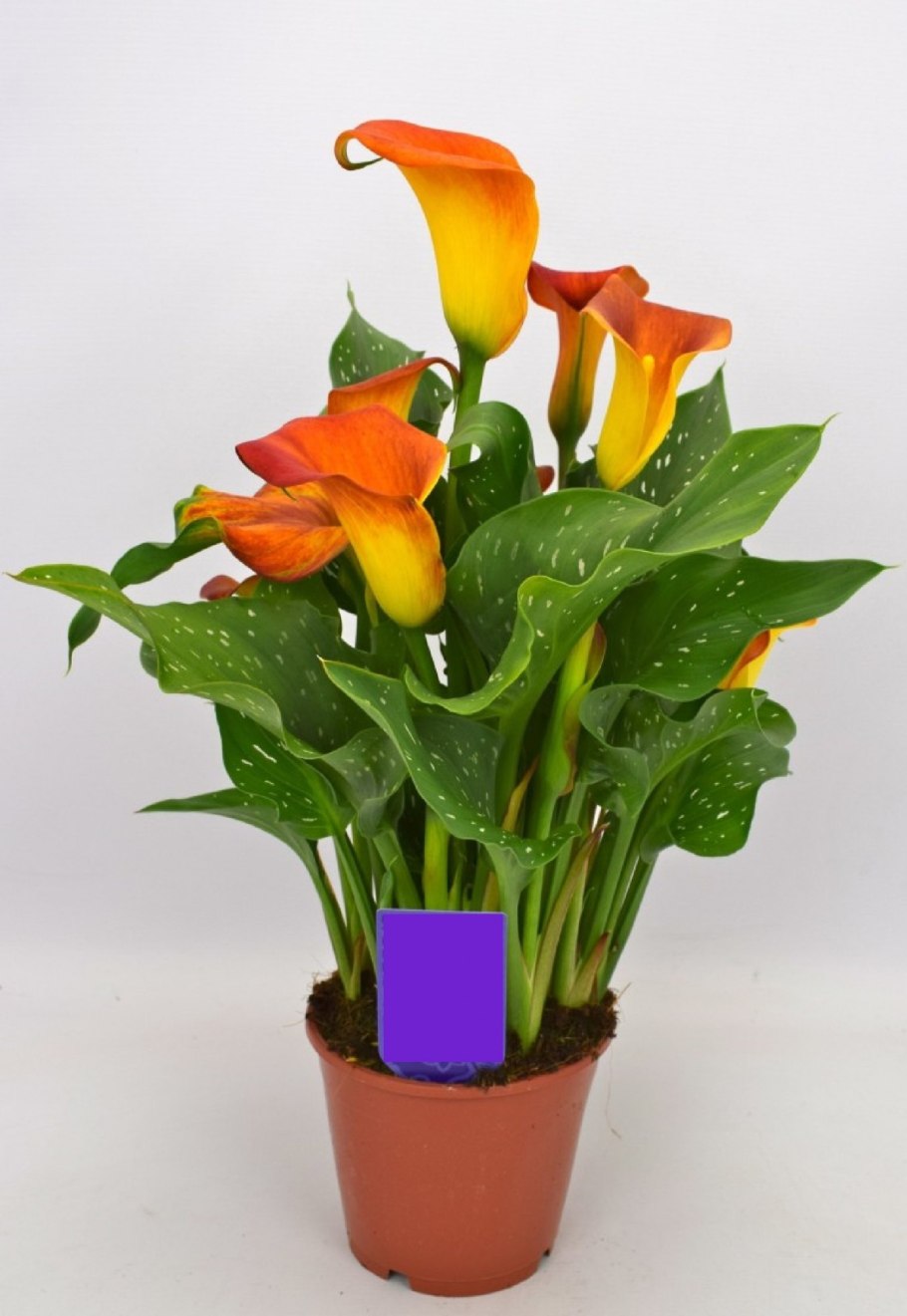 Зантедеския в горшке