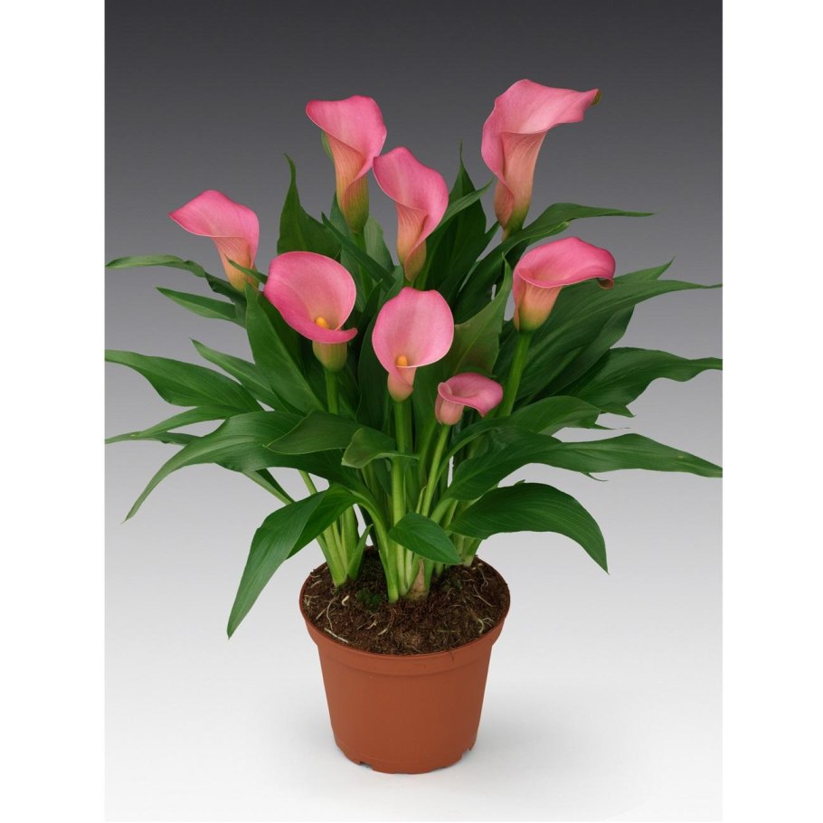 Зантедеския Реманна