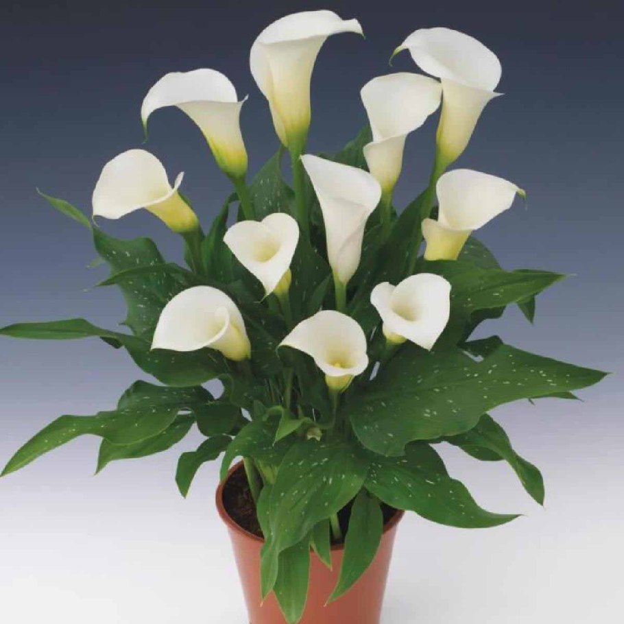 Калла Нэшвиль