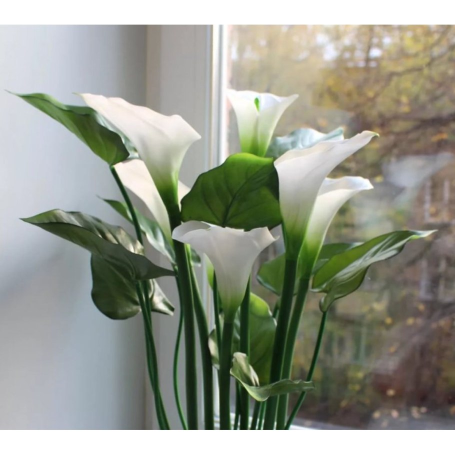 Калла цветок домашний