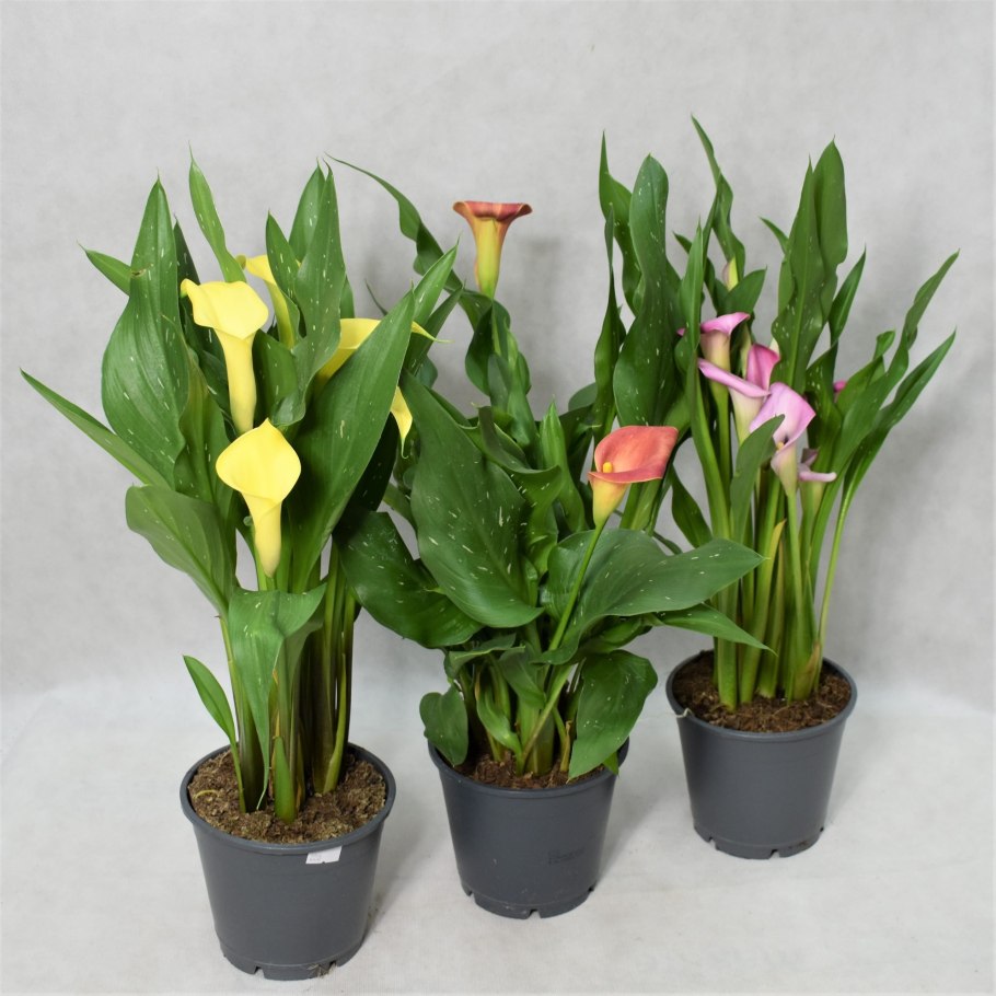 Калла комнатное растение