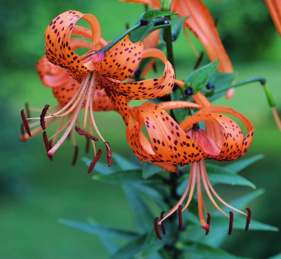 Стеблевые луковицы лилии