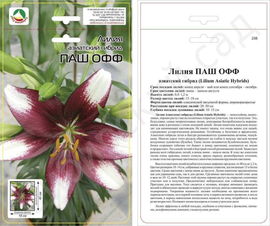 Лилии по срокам цветения