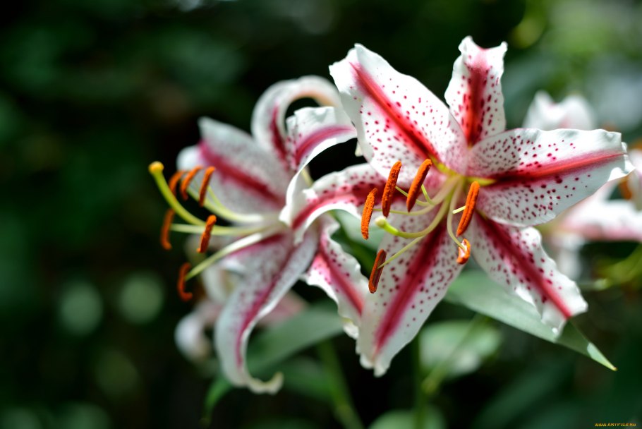 Лилия Сотара