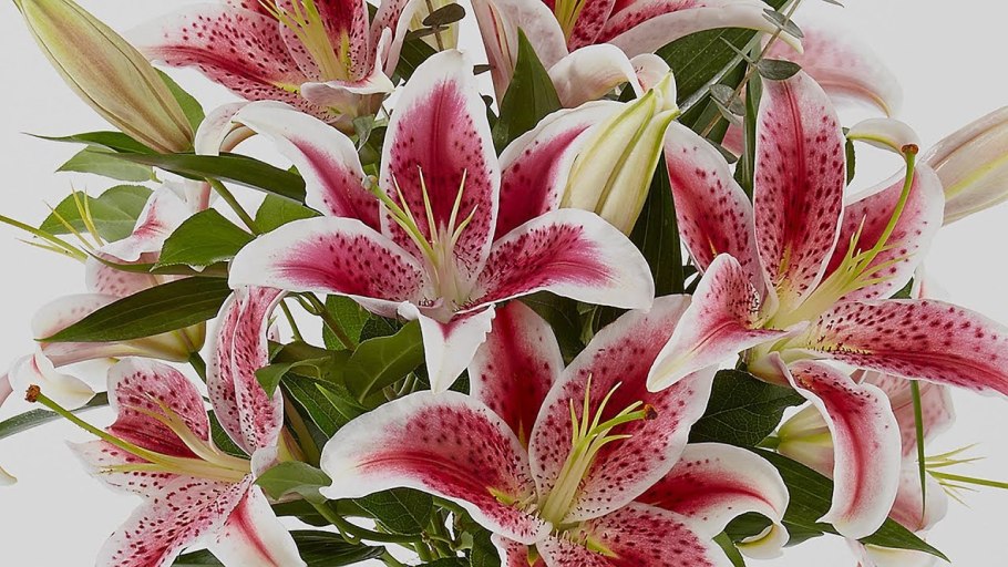 Лилейные масличные