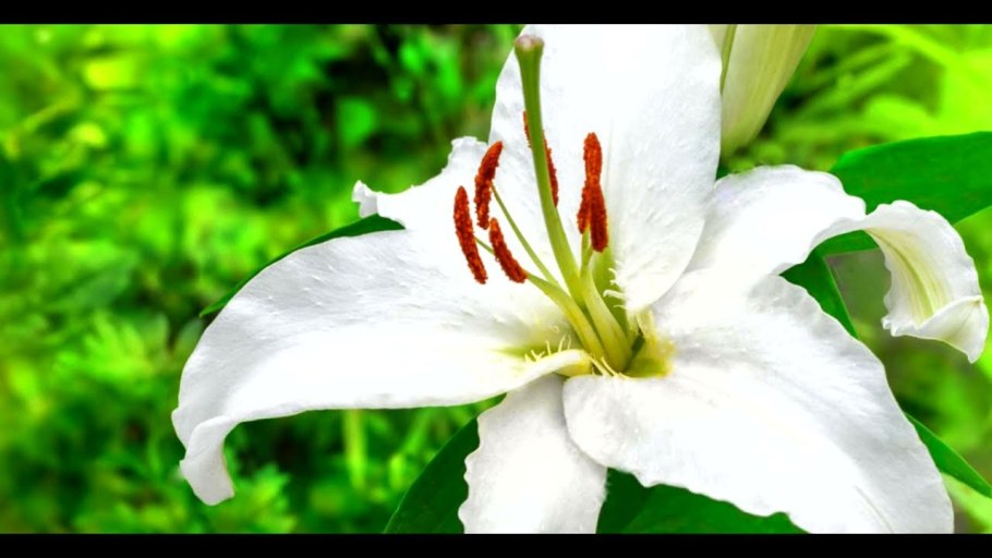 Лилии бокаловидные