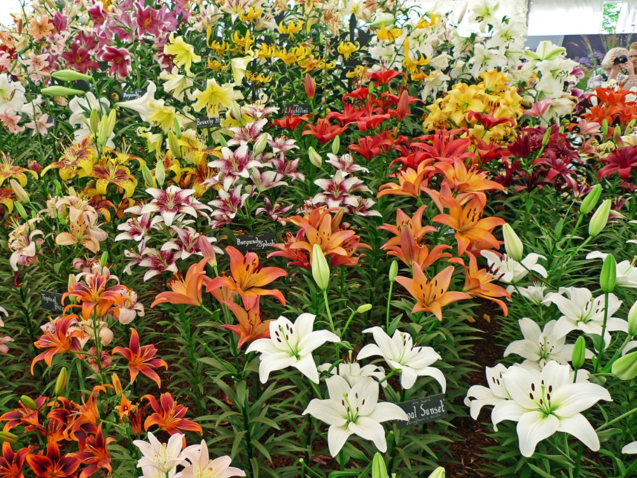 Кактусовая Лилия