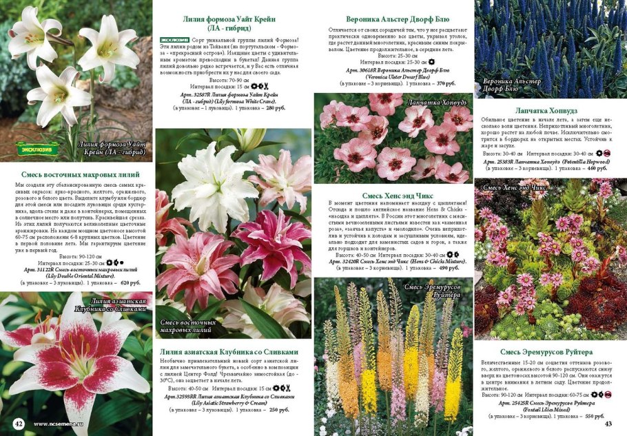 Срок цветения лилии