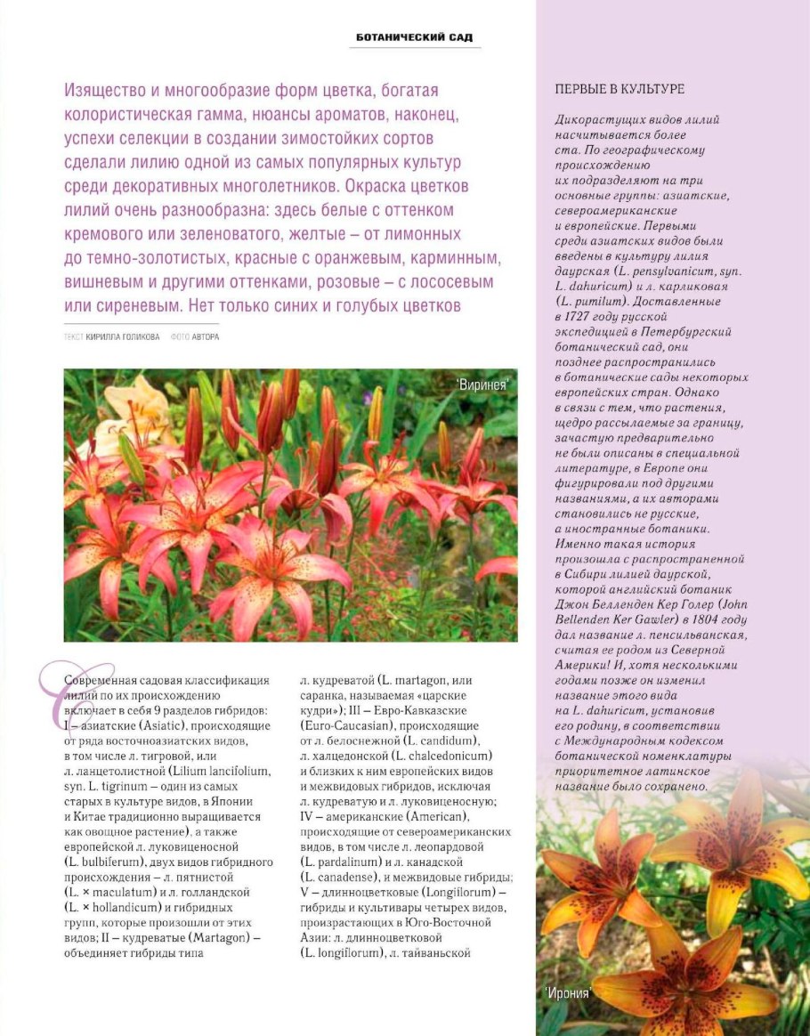 Лилия тигровая корень