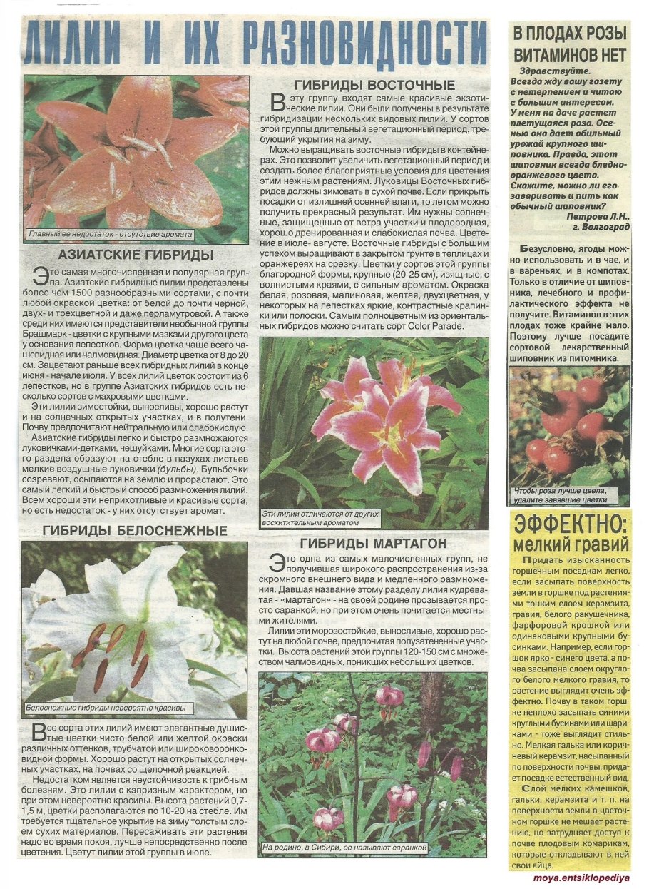 Формула цветка Лилия 6 класс биология