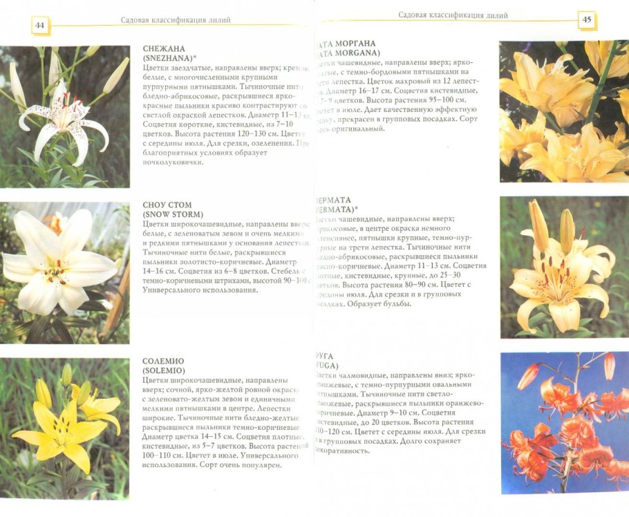 Классификация растений лилии