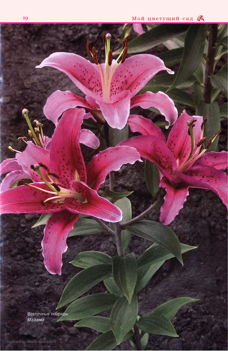 Лилия белоснежная Плантариум