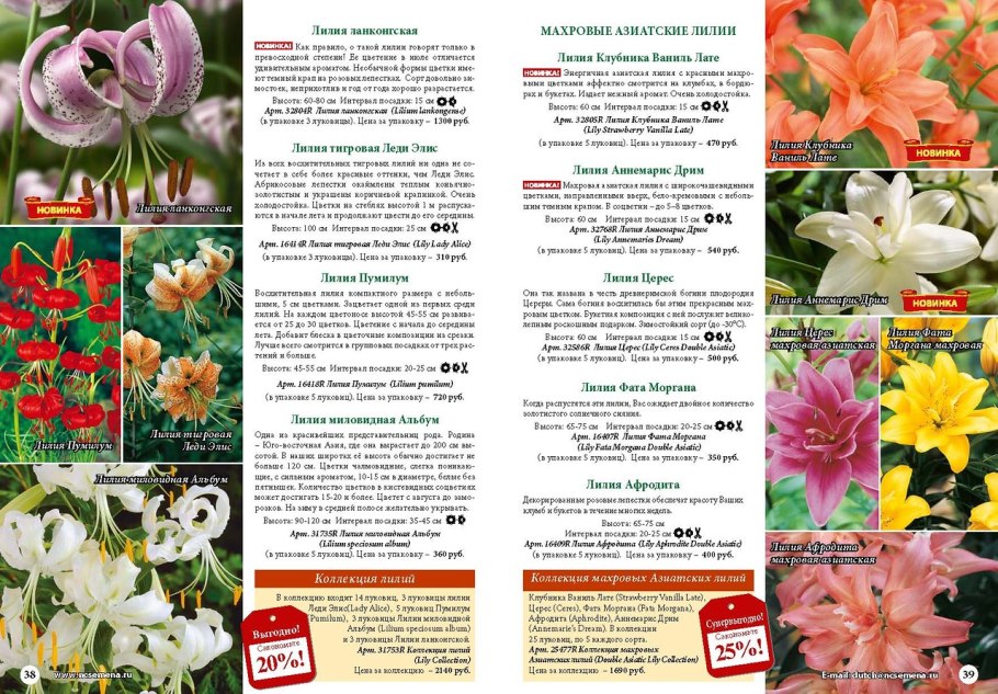 Лилия азиатская махровая Строберри Ванилла