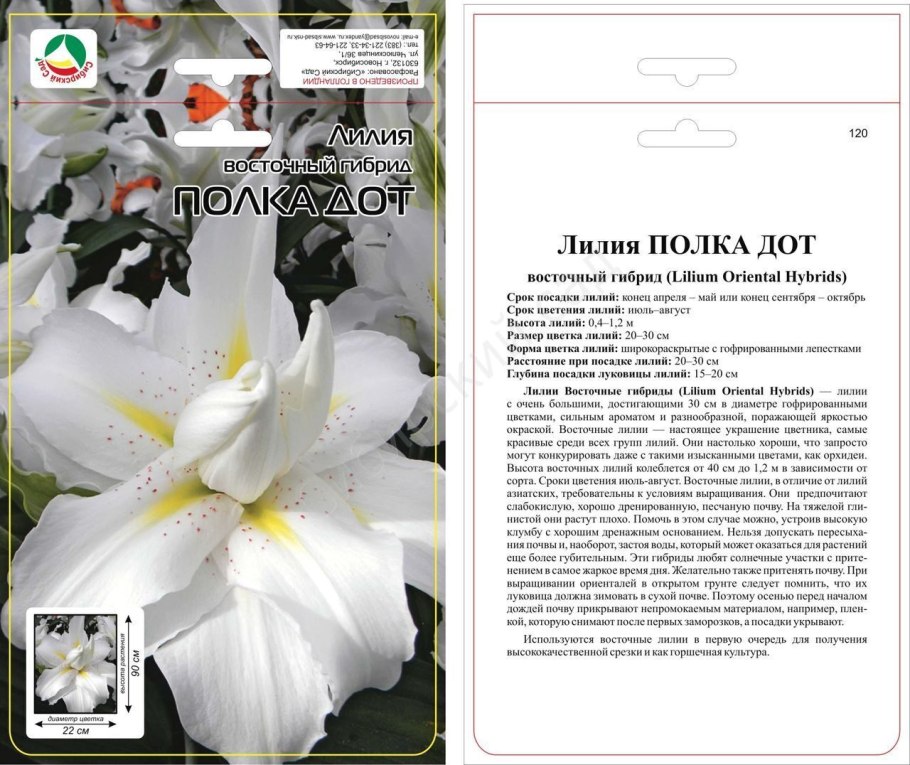 Лилия ДОТ ком