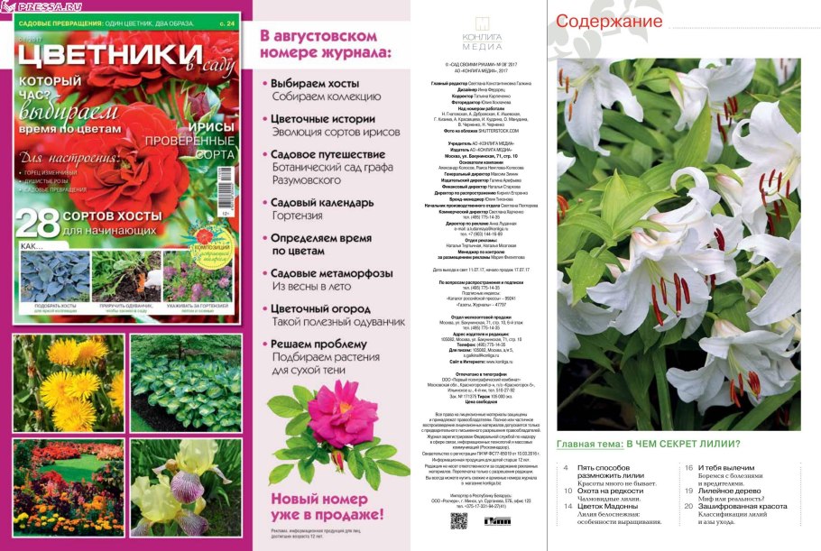 Классификация лилии