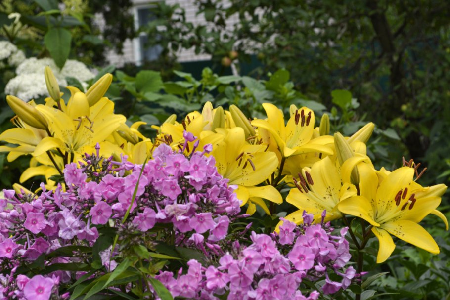 Лилия Шугар Твин