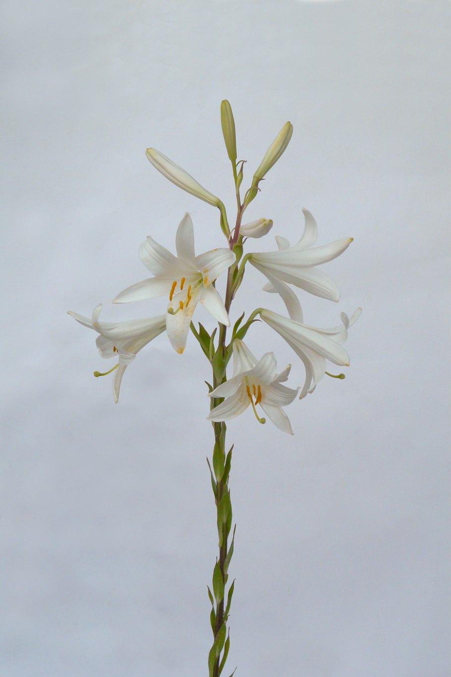 Liliaceae семейство