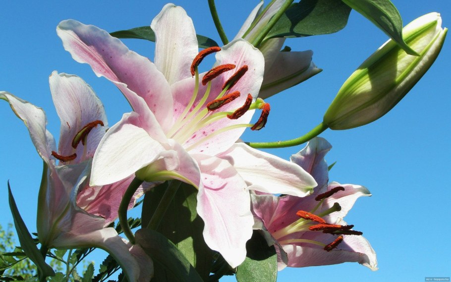 Лилия Лесная оранжевая