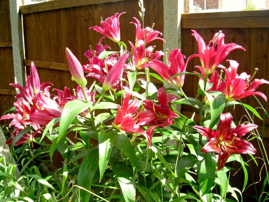 Лилия Йеллоу страйк