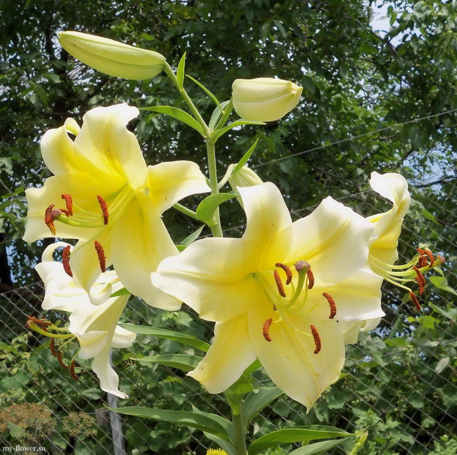 Лилия Розалинн