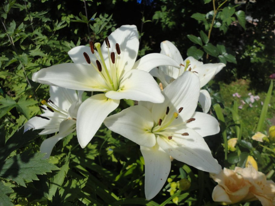 Лилия оранжевая Дикая