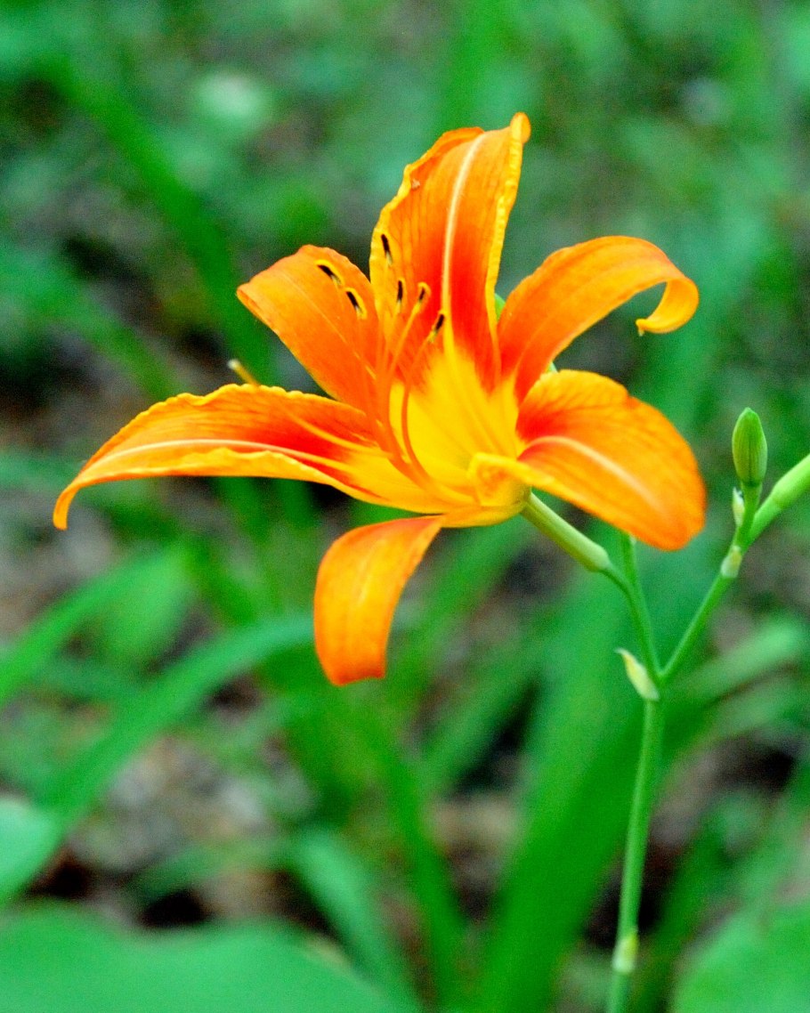 Лилия фаворитка