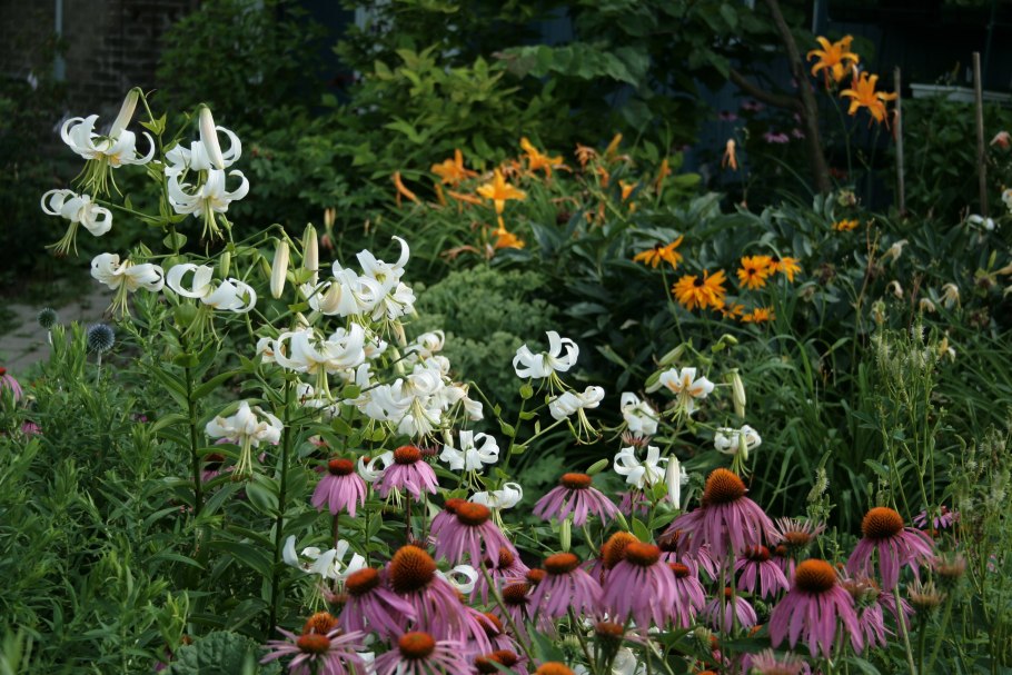 Звездчатые лилии