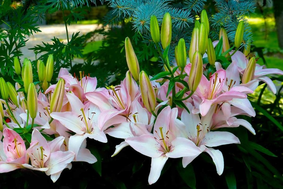 Лилия тигровая ботаника