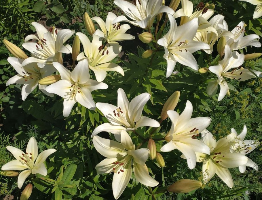 Полевые лилии в Израиле