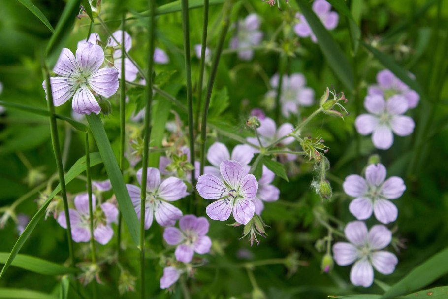 Герань Луговая Миднайт Рейтер