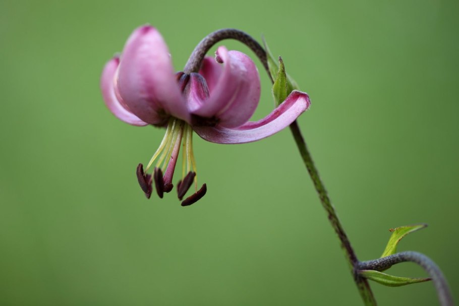 Мартагон Лейтланд
