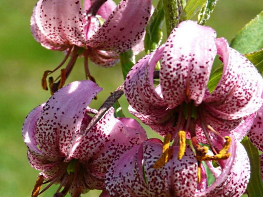 Лилия кудреватая диаграмма цветка