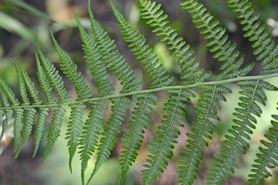 Папоротник Athyrium
