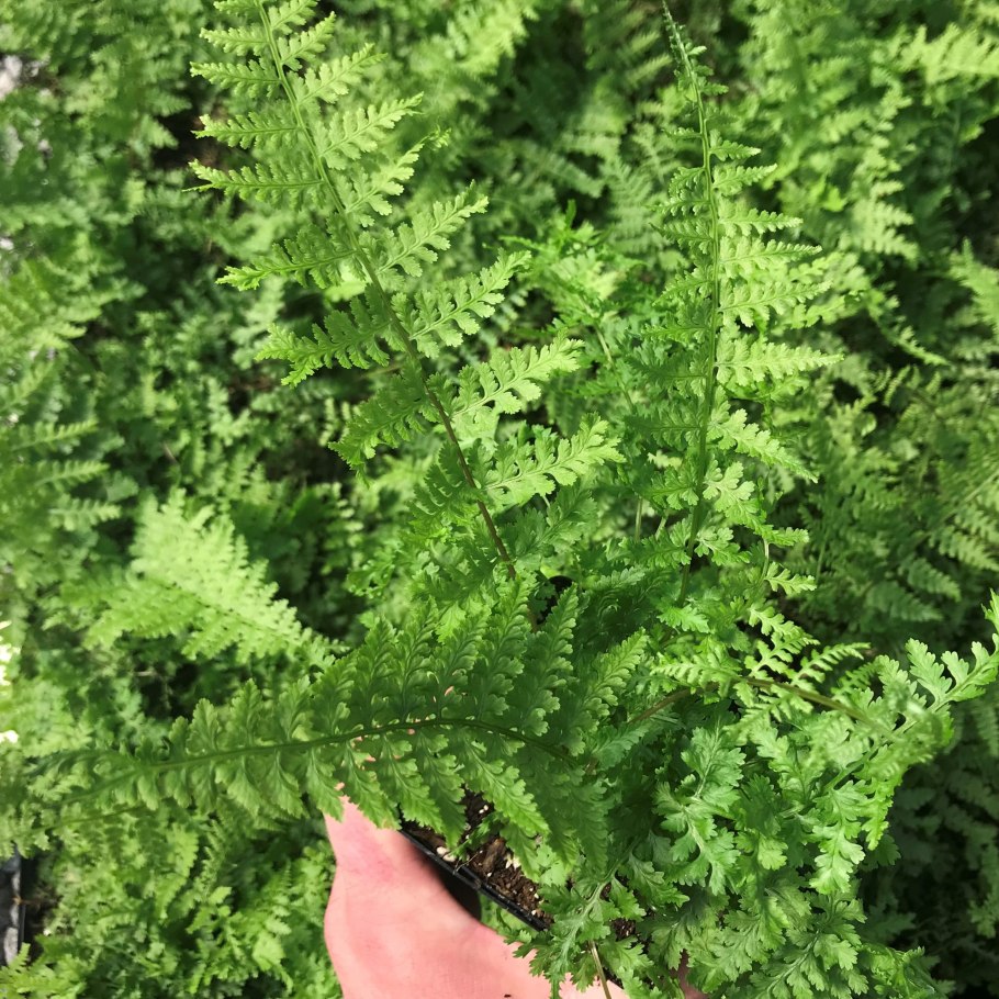 Папоротник Athyrium