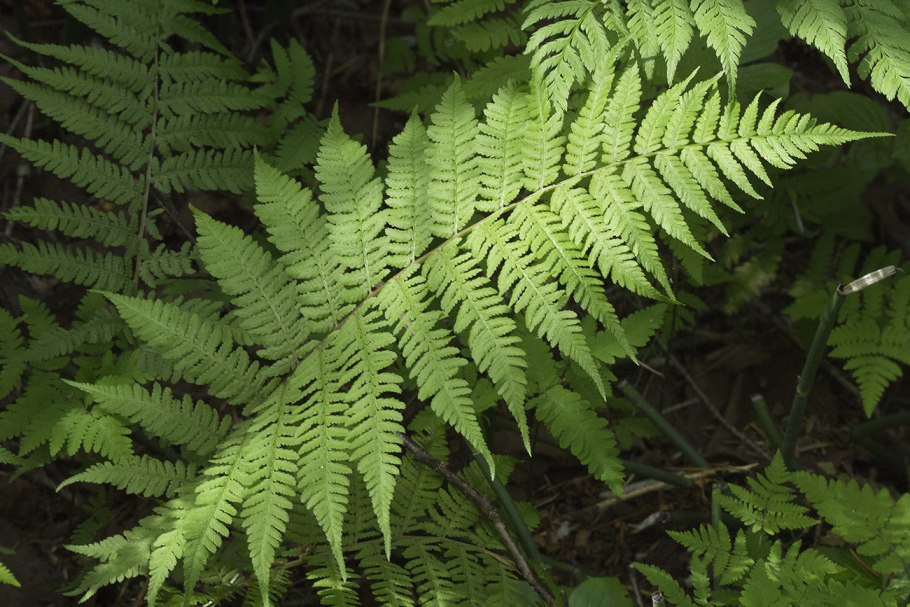 Папоротник Athyrium filix-Femina