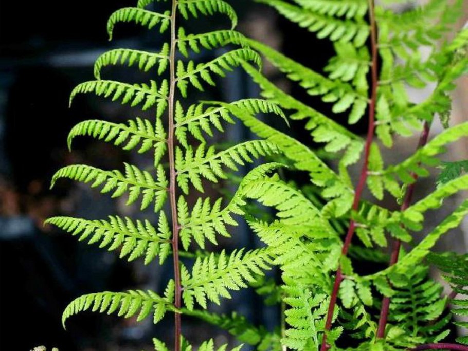 Athyrium filix-Femina