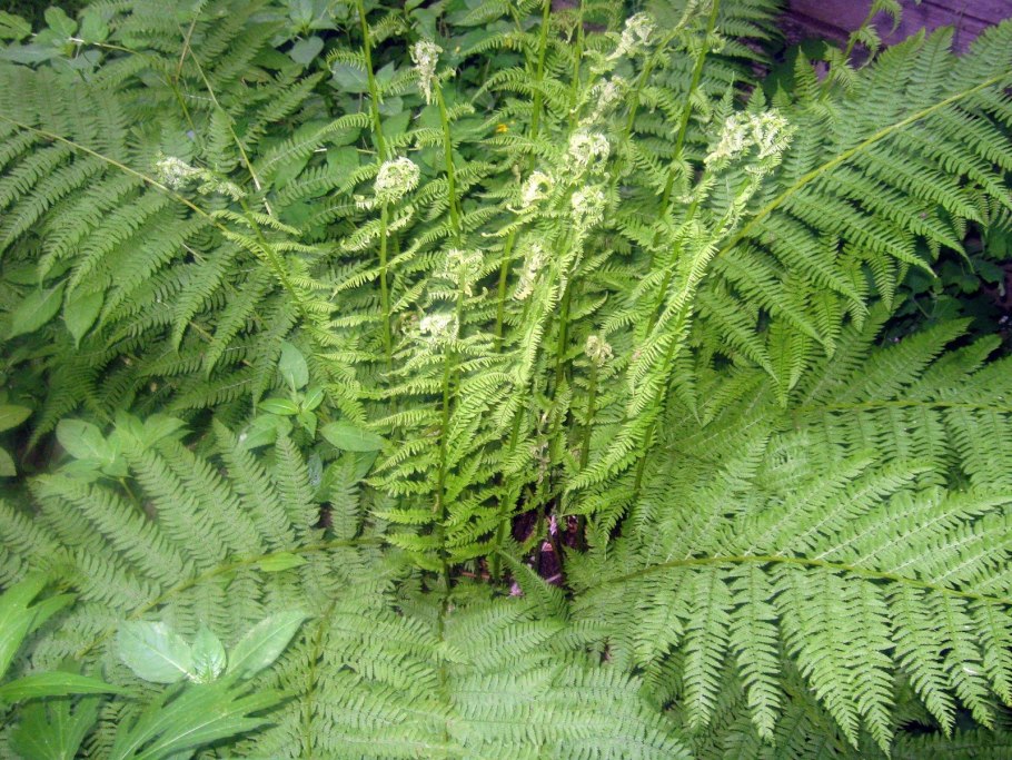 Папоротник Athyrium filix-Femina