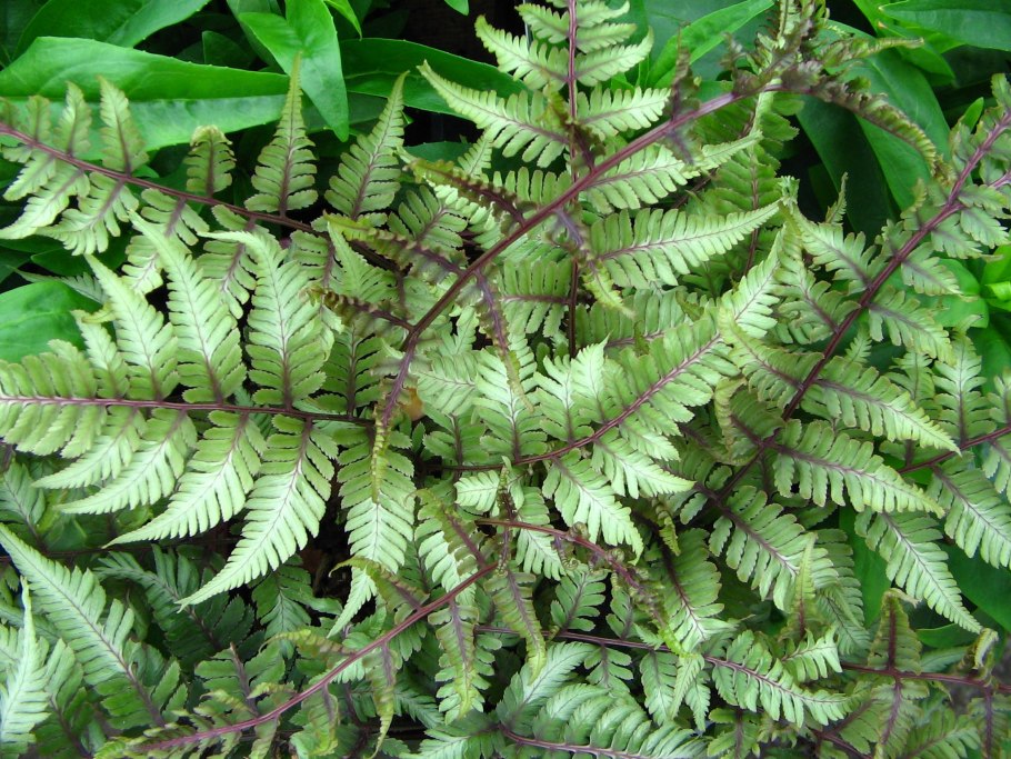 Папоротник Athyrium vidalii