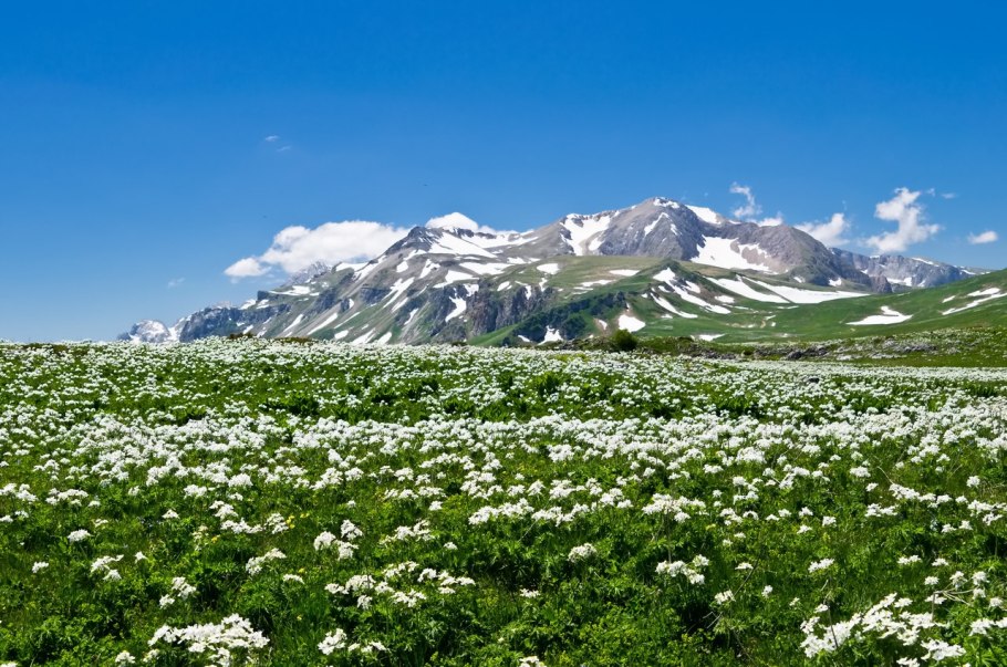 Рододендрон Приэльбрусья