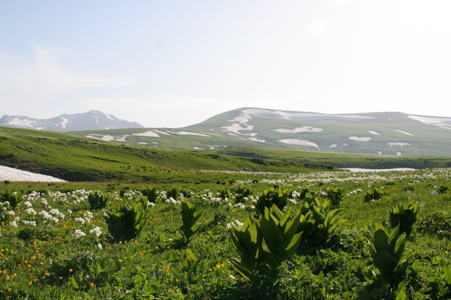 Альпийские Луга Лагонаки