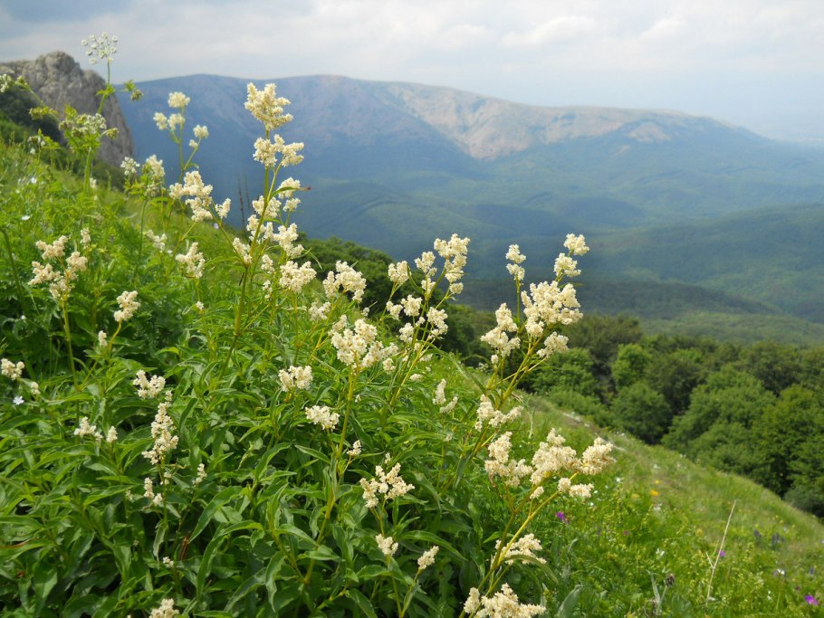 Плато Лагонаки Весна
