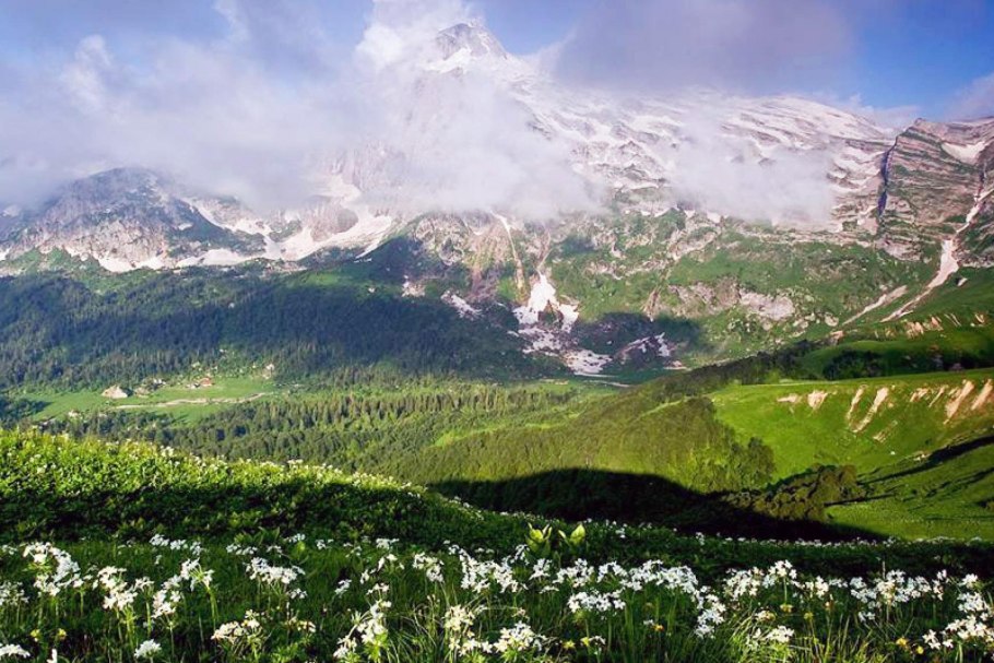 Ветреница Байкальская