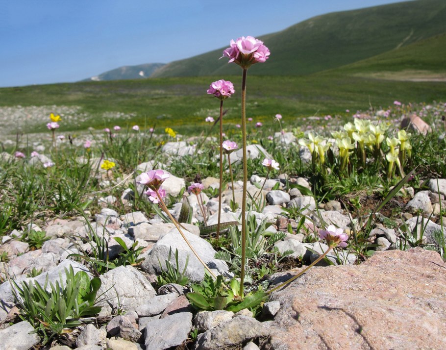 Androsace Albana