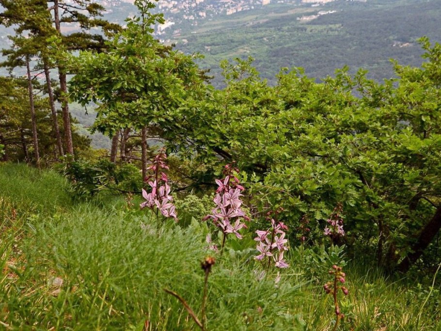 Горные растения Крыма