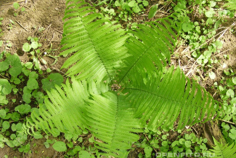 Папоротник страусник Matteuccia struthiopteris